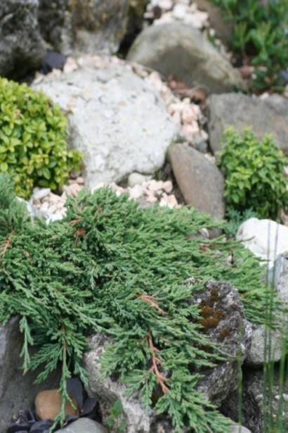 Ялівець горизонтальний Панкейк в ландшафті